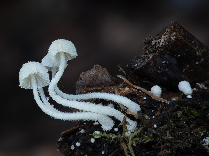 Mycena corynephora